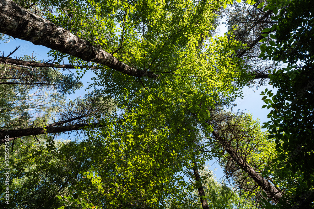 Fototapeta premium look up in the forest surrounded by dense trees covered with green foliage under the sun
