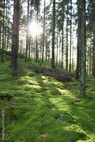 Fototapeta Naklejka Na Ścianę i Meble -  スウェーデンの森
