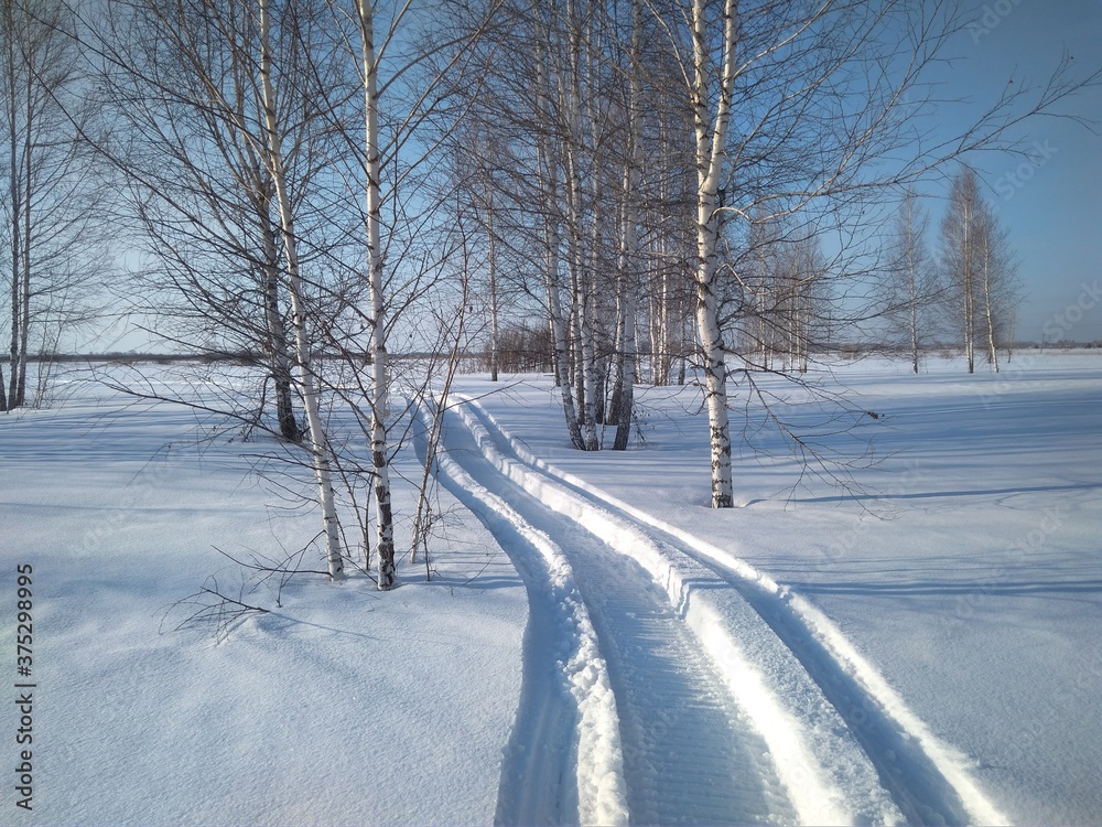 snowmobile tracks in the snow winter Sunny day in the forest snowdrifts in the trees snowmobile tracks in the snow winter Sunny day in the forest snowdrifts in the trees