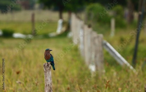 Indian roller