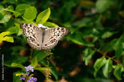 butterfly on a flower