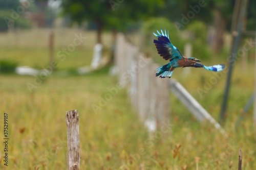 Indian roller flying