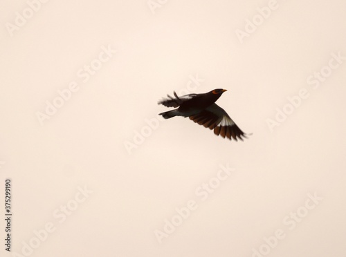 Minna flying on the sky