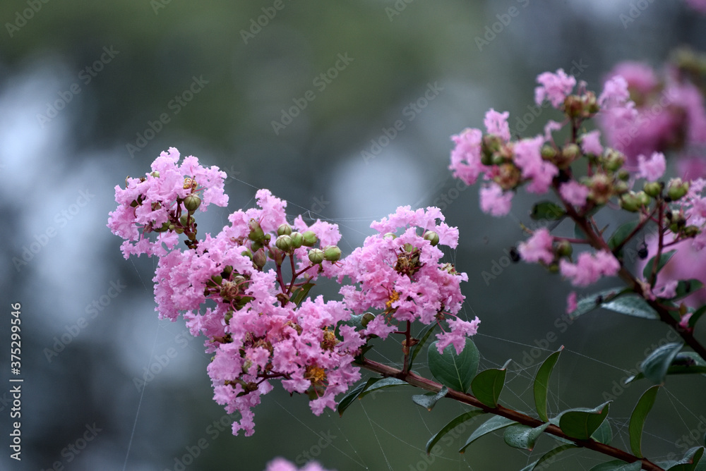 花 花