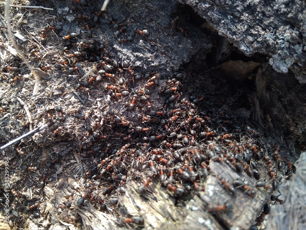 forest insects ants in the wood live from the wood forest insects ants in the wood live from the wood