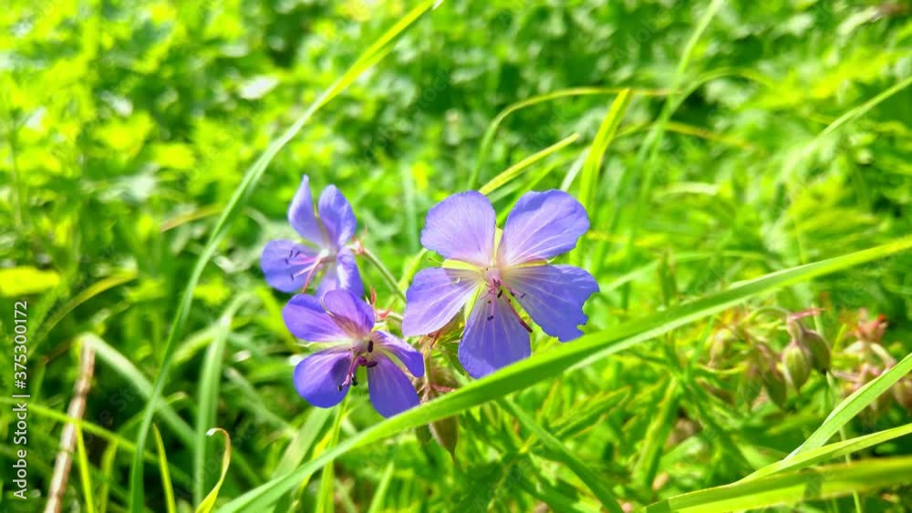 A bright blue wildflower swaying in the wind in the green grass. A bright blue wildflower swaying in the wind in the green grass.