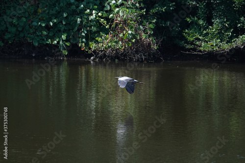 gray heron in flight