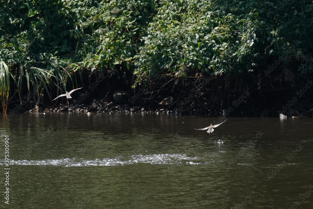 sandpiper in flight sandpiper in flight