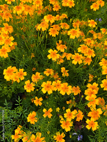 orange garden flowers background