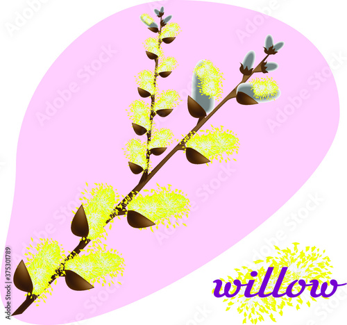flowering willow branch