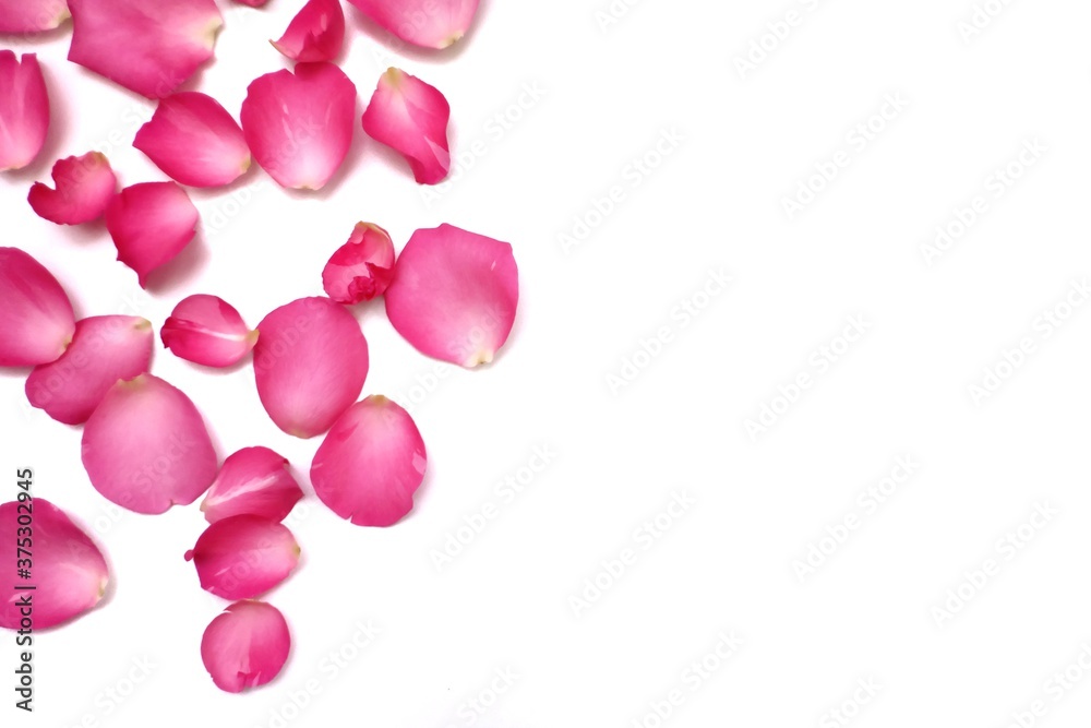 Blurred and softly style a group of sweet pink rose corollas on white isolated background