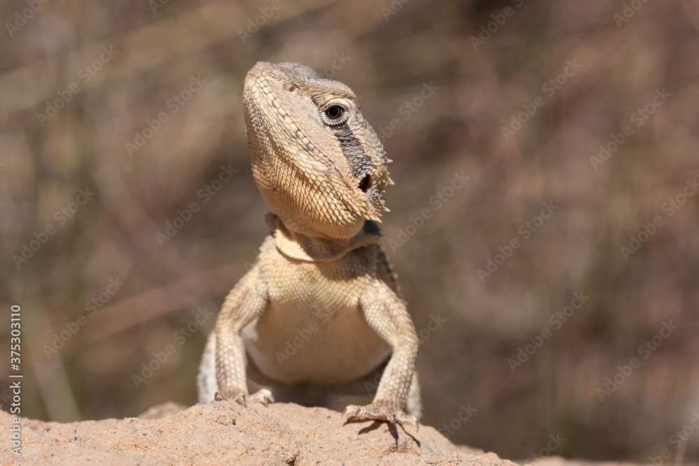 Dwarf Bearded Dragon basking on rock Dwarf Bearded Dragon basking on rock