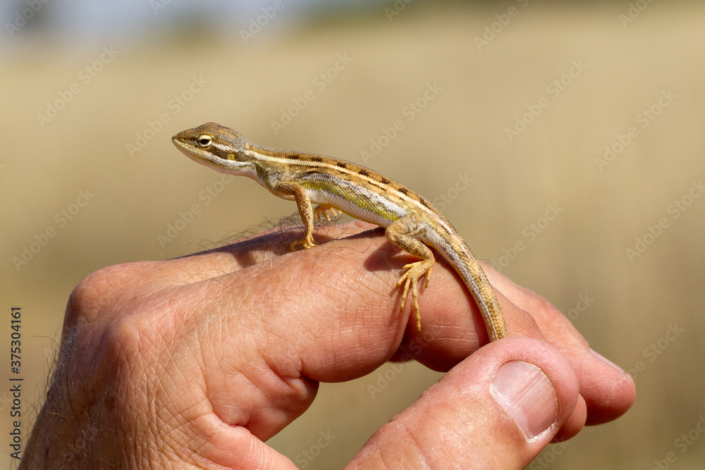 Cane Grass Dragon  being held in hand