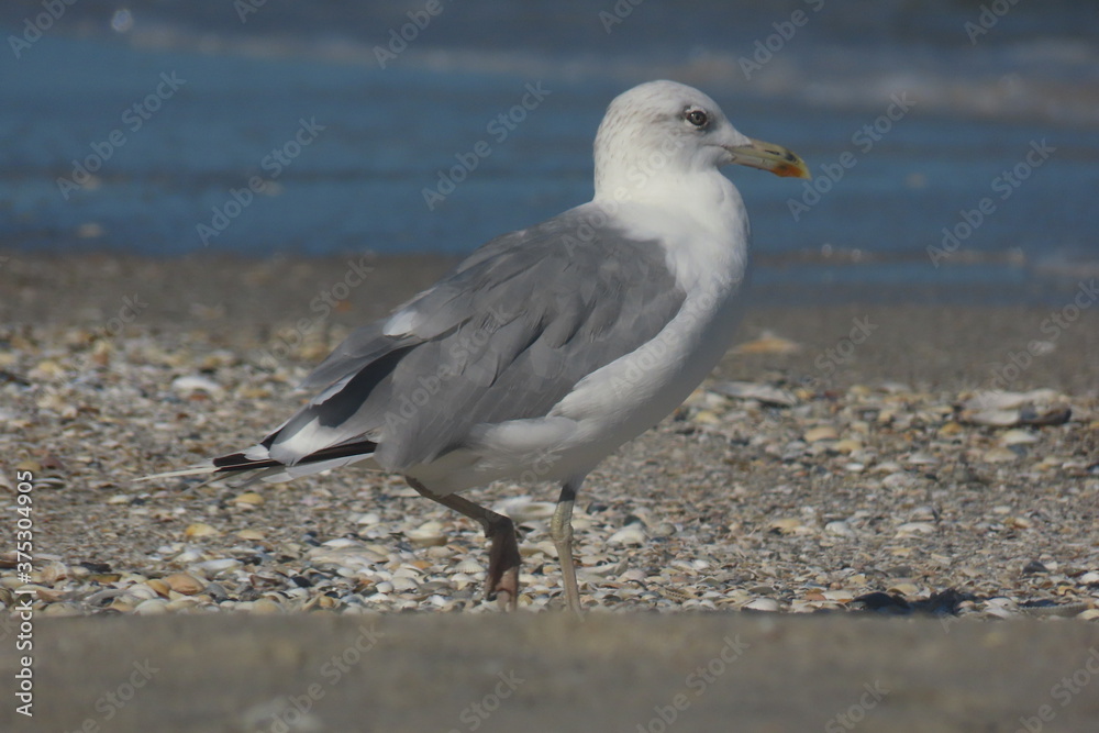 Yellow-legged seagull (Larus michahellis) on sand with sea in background Yellow-legged seagull (Larus michahellis) on sand with sea in background