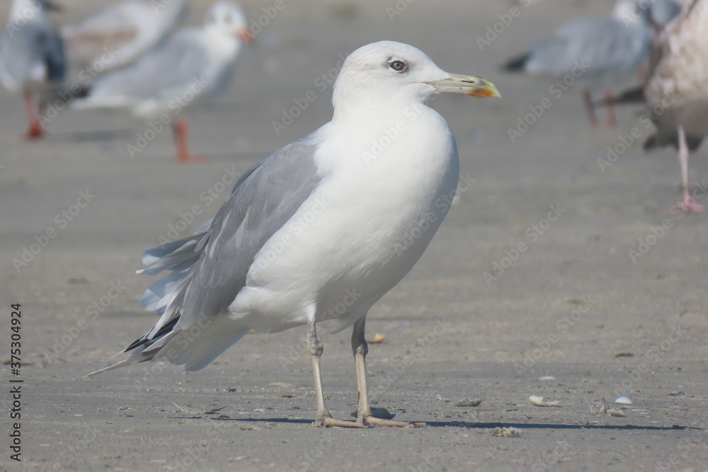 Yellow-legged seagull (Larus michahellis) on sand Yellow-legged seagull (Larus michahellis) on sand