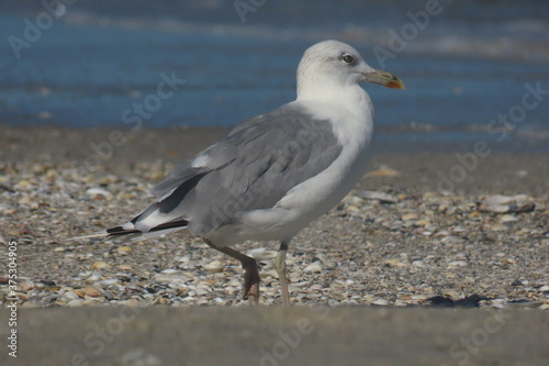 Yellow-legged seagull (Larus michahellis) on sand with sea in background