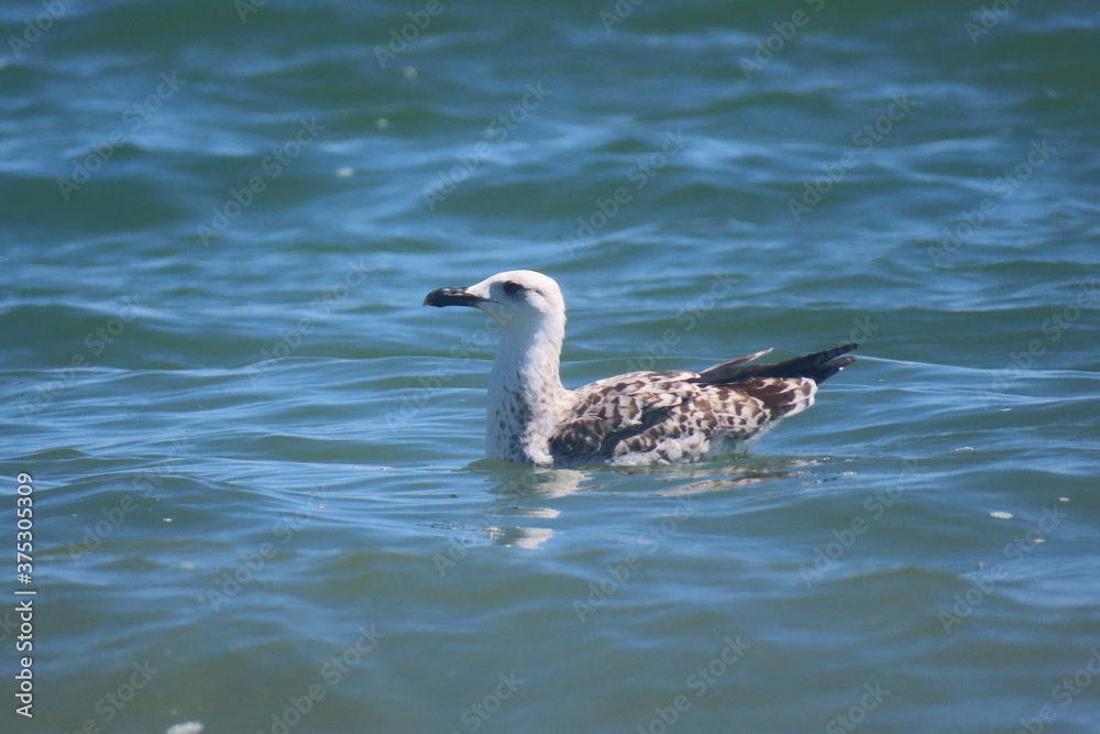 Yellow-legged seagull juvenile swimming on the sea Yellow-legged seagull juvenile swimming on the sea