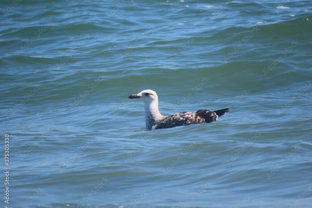 Yellow-legged seagull on the sea