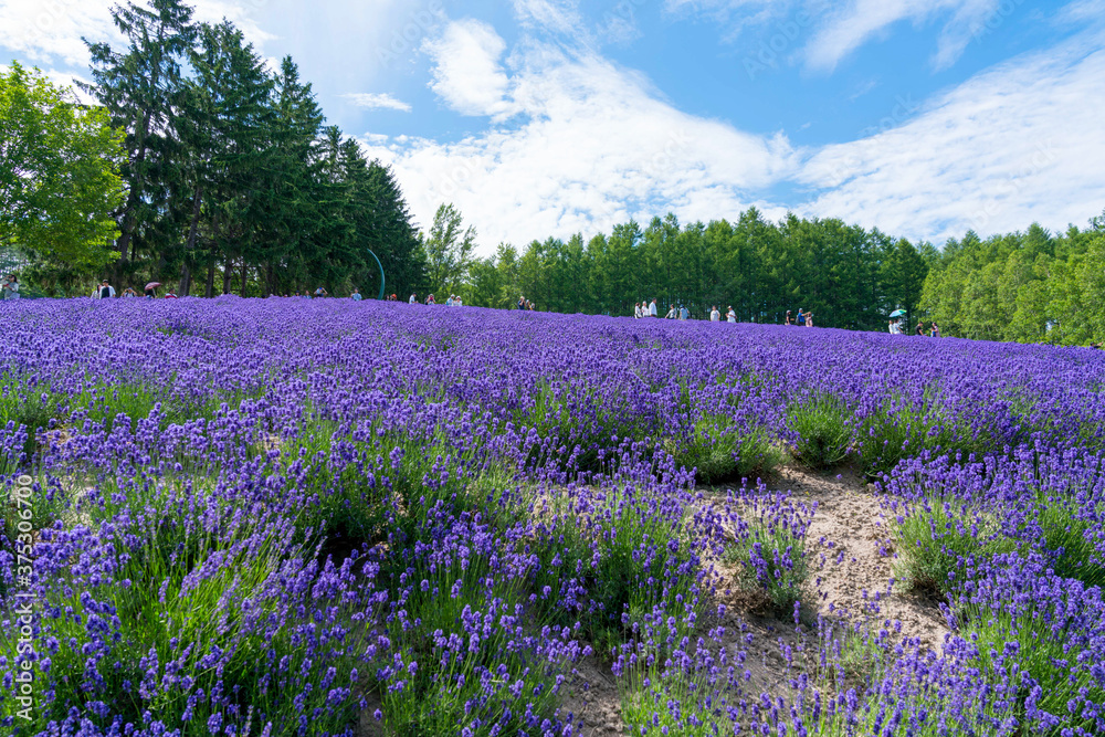Naklejka premium 富良野ラベンダー畑