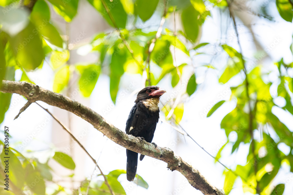 Dusky Broadbill