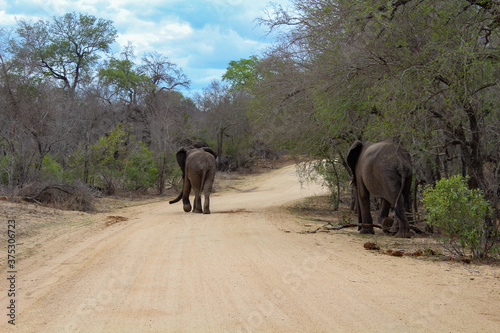 Elefanten Familie auf Straße mit Baby
