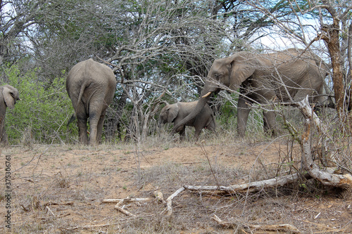 Elefanten Familie auf Stra  e mit Baby