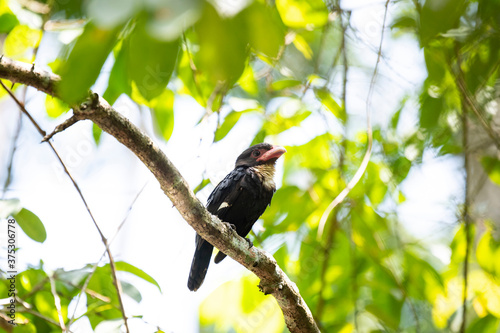 Dusky Broadbill