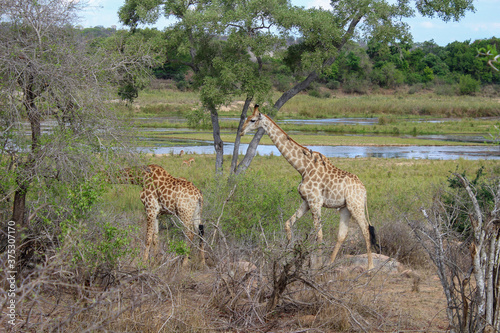 Giraffen familie 