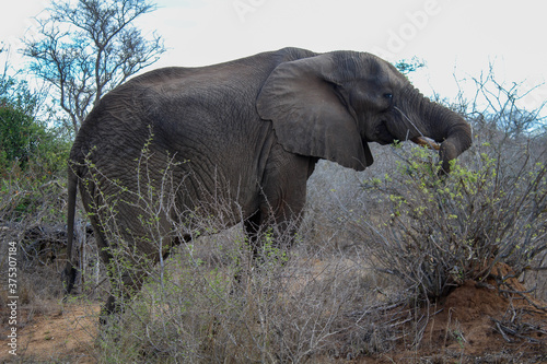 Elefanten Familie mit Babys in Afrika 