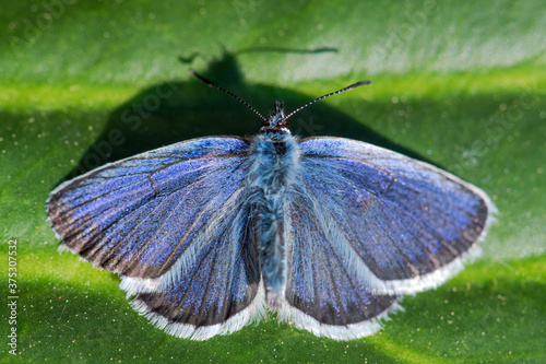 Reverdin's Blue butterfly - Plebejus argyrognomon, beautiful small blue butterfly from European meadows and grasslands, Zlin, Czech Republic. photo