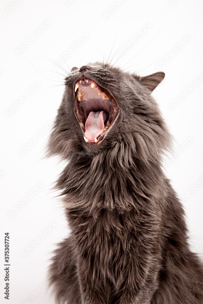 Obraz premium Gray cat yawning