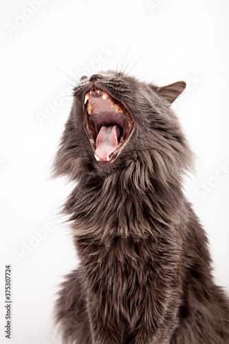 Gray cat yawning