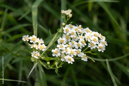 Achillea cartilaginea flower