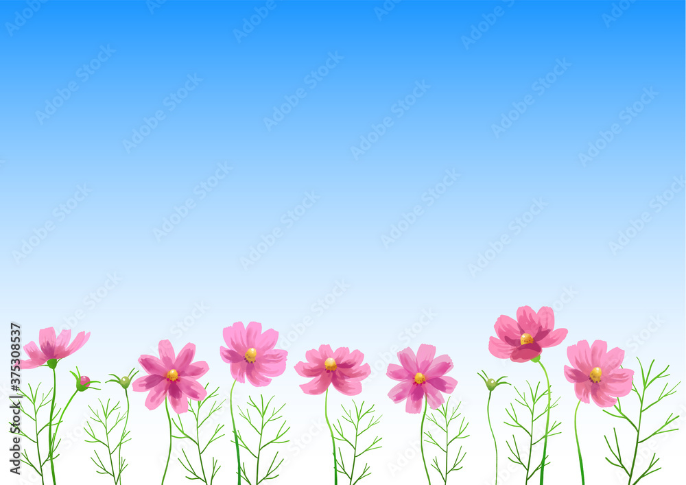 Isolated vector illustration of pink cosmos flowers. Hand painted watercolor background.