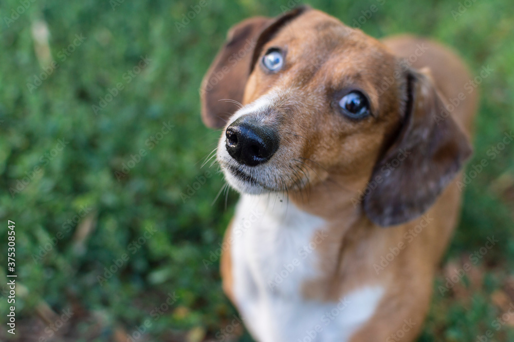 portrait of a cute blue-eyed Spotted dachshund. Selective focus