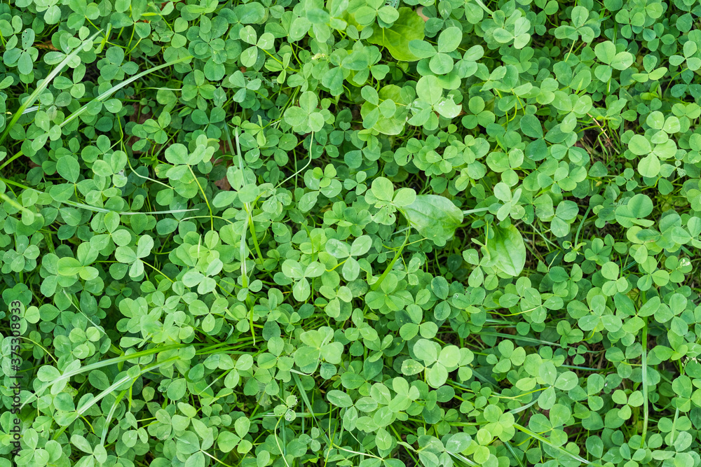 Fototapeta premium Green grass texture for background.