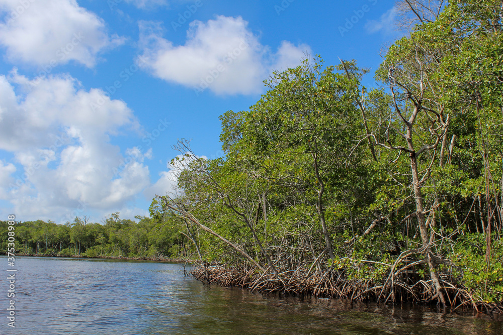 Everglades in Florida NAtur 