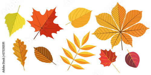Set of colorful autumn leaves. Isolated on white background. Flat style vector illustration. Leaves of oak, beech, ash, birch, apple tree, chestnut, aspen, maple and linden.