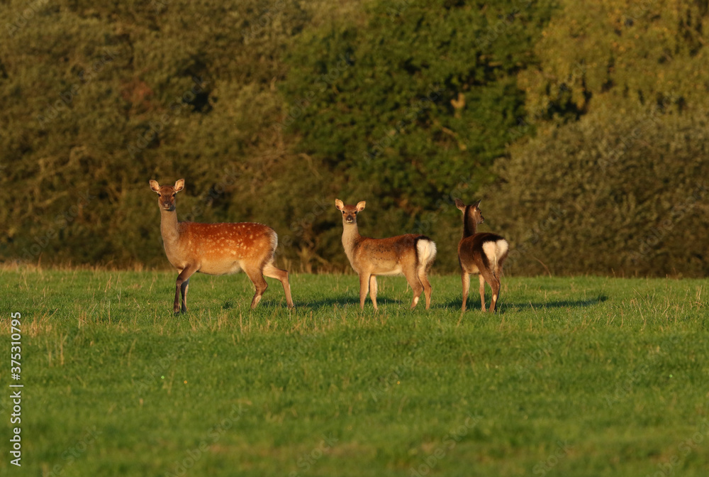 A female Sika Deer, Cervus Nippon, and two cute fawns are standing looking in a meadow in early morning golden light. A female Sika Deer, Cervus Nippon, and two cute fawns are standing looking in a meadow in early morning golden light.