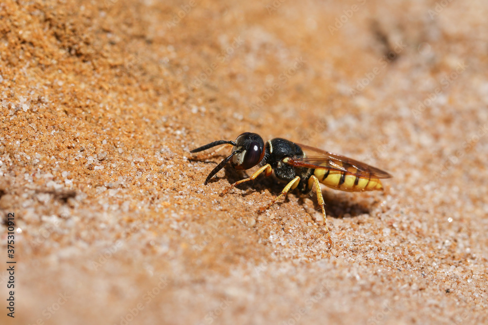 A pretty Bee Wolf Wasp, Philanthus triangulum, digging a hole in the sand. A pretty Bee Wolf Wasp, Philanthus triangulum, digging a hole in the sand.