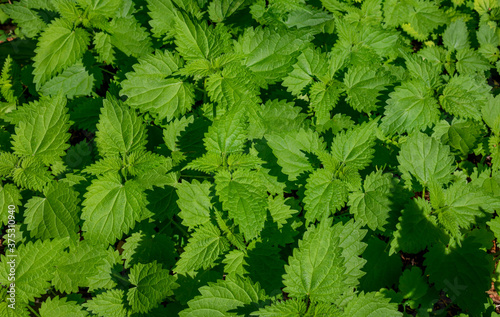 Fresh nettle leaves. Thickets of nettles. Medicinal plant. Green leaves background.