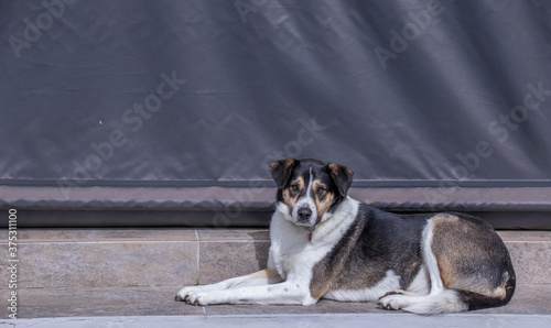 A mixed breed black and white dog lies on a step in front of a veranda image in horizontal format 
