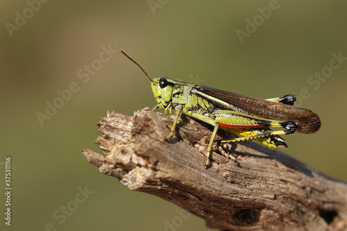 A rare male Large Marsh Grasshopper, Stethophyma grossum, resting on a twig. © Sandra Standbridge