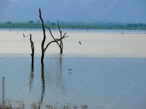 Indian Subcontinent  Sri Lanka  Ceylon   Udawalawa Reservoir