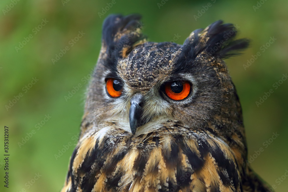 The portrait of a Eurasian eagle-owl (Bubo bubo) with a green and brown background.Portrait of a large European owl with orange eyes and ears with a green background. The portrait of a Eurasian eagle-owl (Bubo bubo) with a green and brown background.Portrait of a large European owl with orange eyes and ears with a green background.