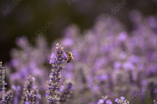 Bee on Lavender