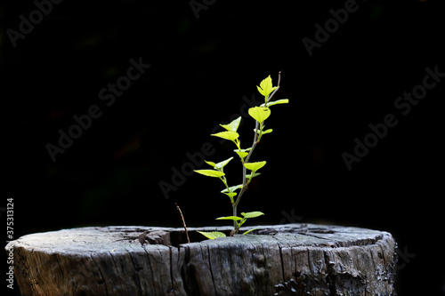 Sprout growing on an old tree