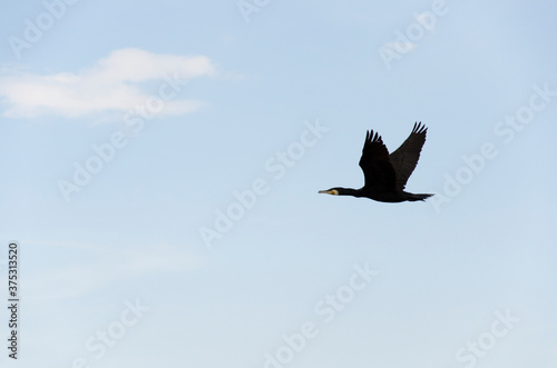 seagull in flight © mehmetkaanildiz