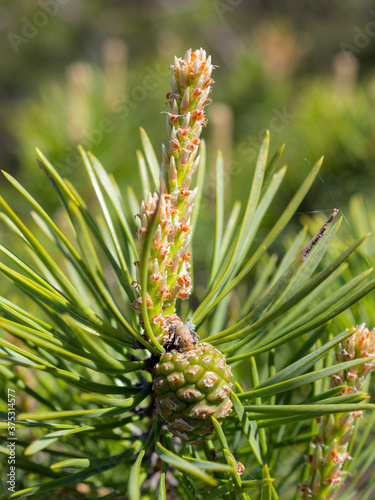 pine branch with green cones closeup