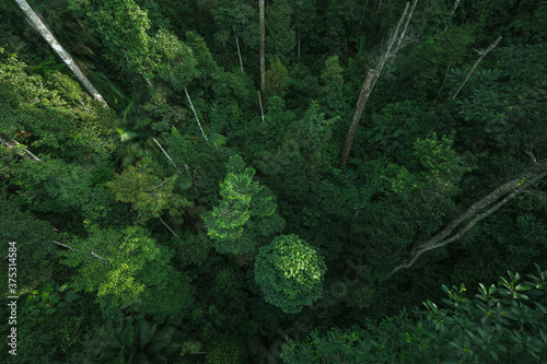 tropical forest canopy back...